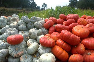 Pumpkin farm with piles of squash