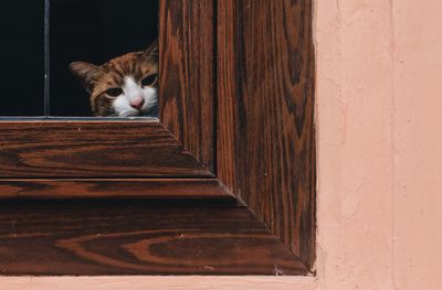 Close-up of cat peeking through window