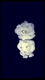 Close-up of white flower over black background
