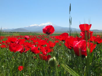 Close-up of red poppies on field against sky