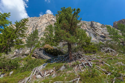 Pines and larches at the foot of an imposing dolomite wall, settsass, dolomites, italy