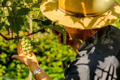 Midsection of man holding fruit growing on tree