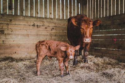 Cow standing in a farm