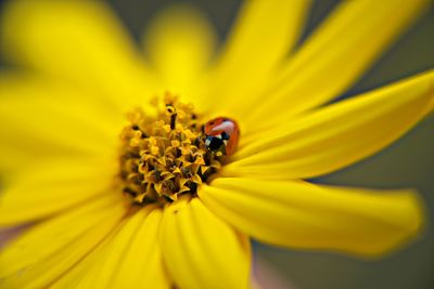 Close-up of insect on yellow flower