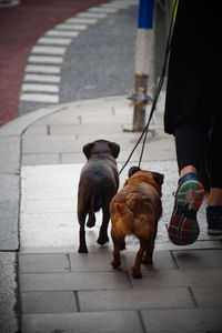 Low section of dog walking on footpath