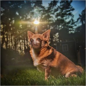 Dog on grass against sky during sunset