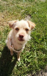 Portrait of dog on field