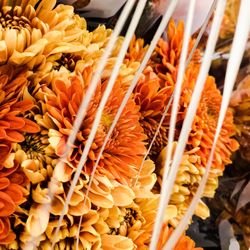 Close-up of orange flowers for sale