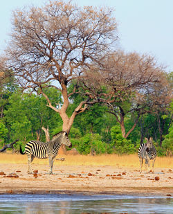 View of horse drinking from tree