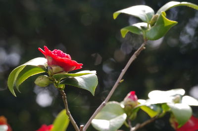 Close-up of red flowers blooming outdoors