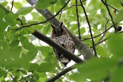 Low angle view of bird perching on tree