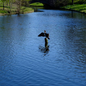 Bird flying over lake