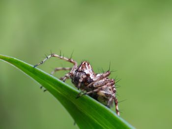 Close-up of insect on leaf