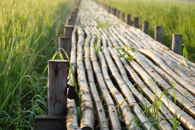 Close-up of bamboo plant on field