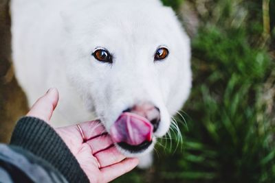 Midsection of woman holding dog