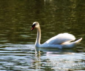 Close-up of swan swimming in lake