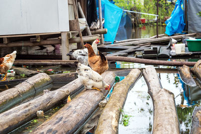 Chickens on wood floating in river