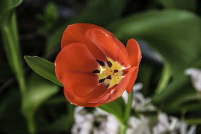 Close-up of insect on flower