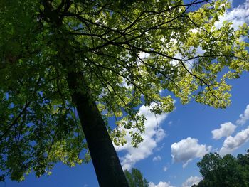 Low angle view of trees against cloudy sky