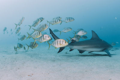 View of fishes swimming in sea