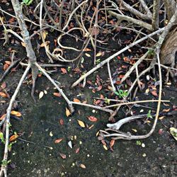 Leaves on twig