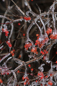 Close-up of frozen berries on plant