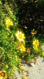 Close-up of yellow flowers