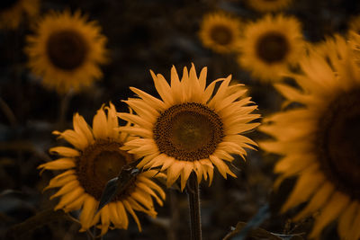 Close-up of sunflower