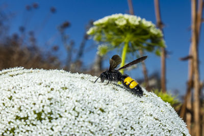 Close-up of bee on white flower