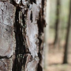 Close-up of tree trunk