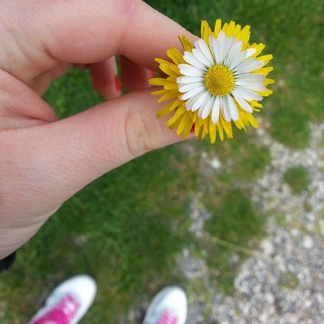 person, flower, holding, part of, human finger, cropped, fragility, petal, freshness, unrecognizable person, flower head, personal perspective, close-up, focus on foreground, lifestyles, leisure activity