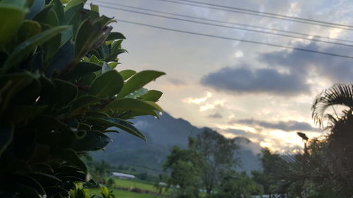 Trees against cloudy sky