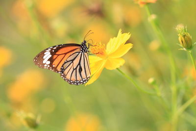 Close-up of butterfly pollinating on flower