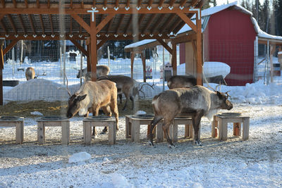 View of an animal in winter