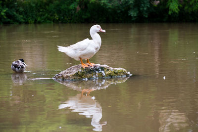 Swans swimming in lake