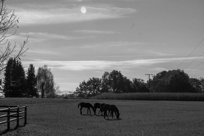 View of a horse on field against sky