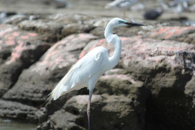 Bird perching on rock