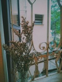 Close-up of potted plant against window in building