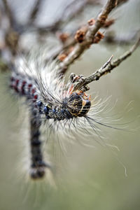 Close-up of spider on web