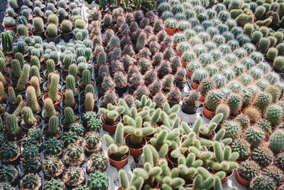 High angle view of cactus plants