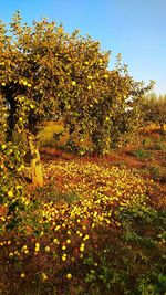 Yellow flowering plants on field during autumn