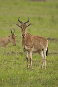 Deer standing on field