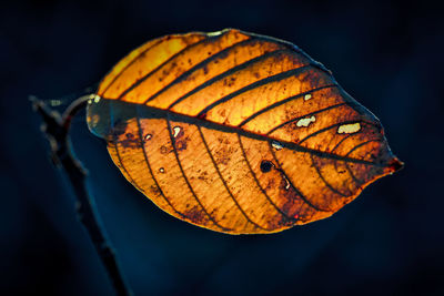 Close-up of autumn leaf