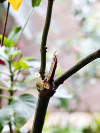Close-up of lizard on tree