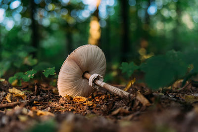 Close-up of mushroom on field