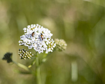 Close-up of white flowering plant
