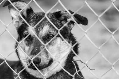 Portrait of dog seen through chainlink fence