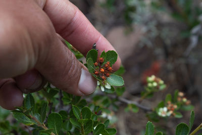 Close-up of hand holding plant