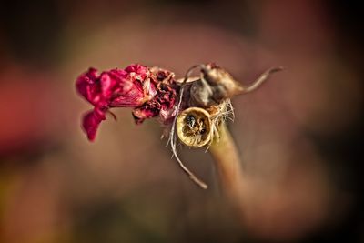 Close-up of insect on red flower