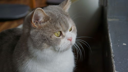 Close-up portrait of a cat